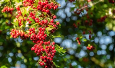 L'aubépine est une plante qui aide a diminuer la nervosité et le stress