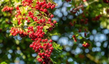 L'aubépine est une plante qui aide a diminuer la nervosité et le stress