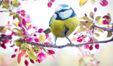 Conseils pour soutenir, nettoyer et détoxifier votre foie et vésicule biliaire au printemps